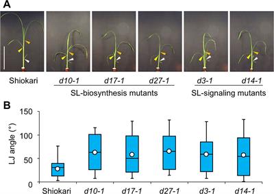 Strigolactones Decrease Leaf Angle in Response to Nutrient Deficiencies in Rice